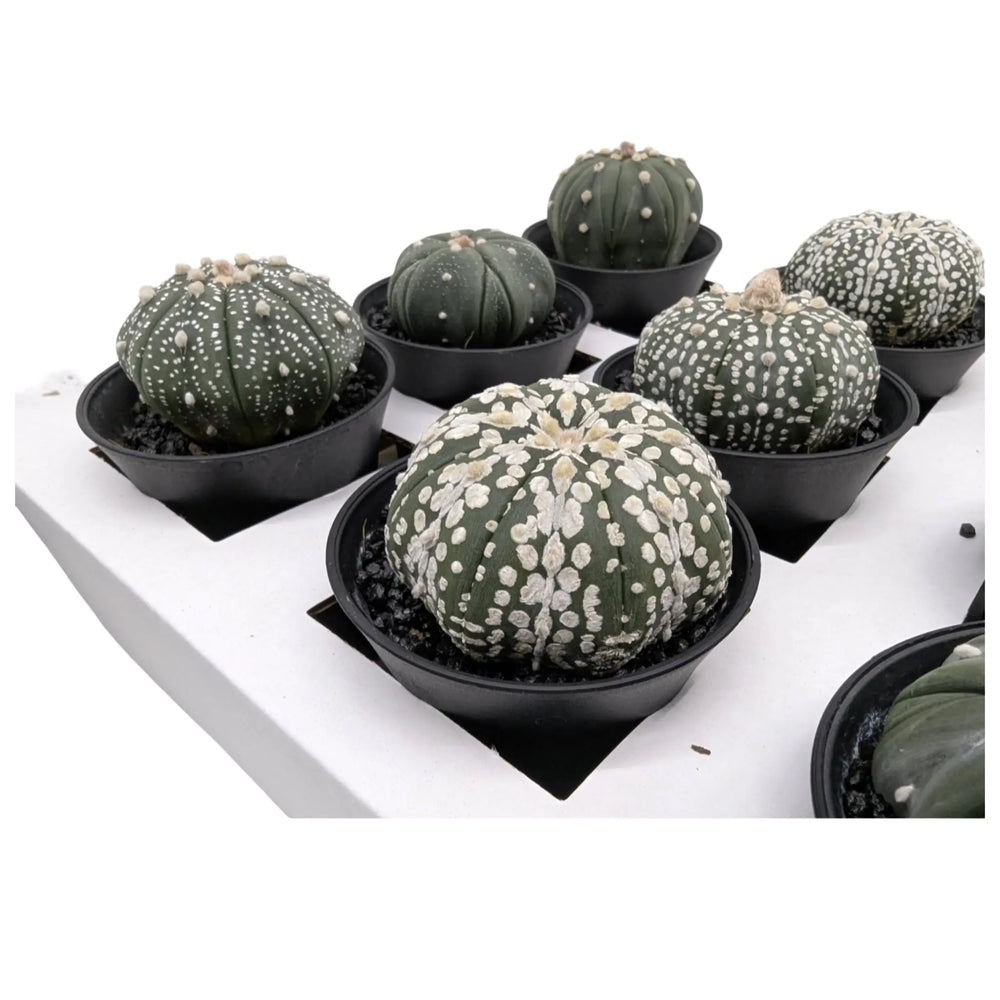Astrophytum Asterias | Sand Dollar Cactus_2_main