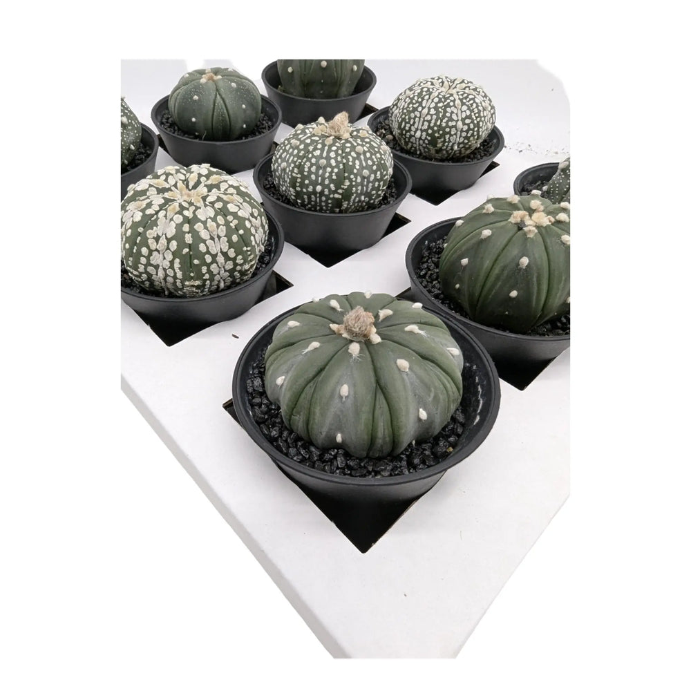 Astrophytum Asterias | Sand Dollar Cactus_3_main