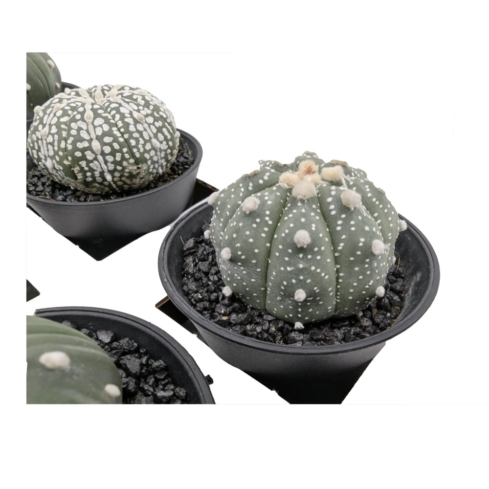 Astrophytum Asterias | Sand Dollar Cactus_4_main