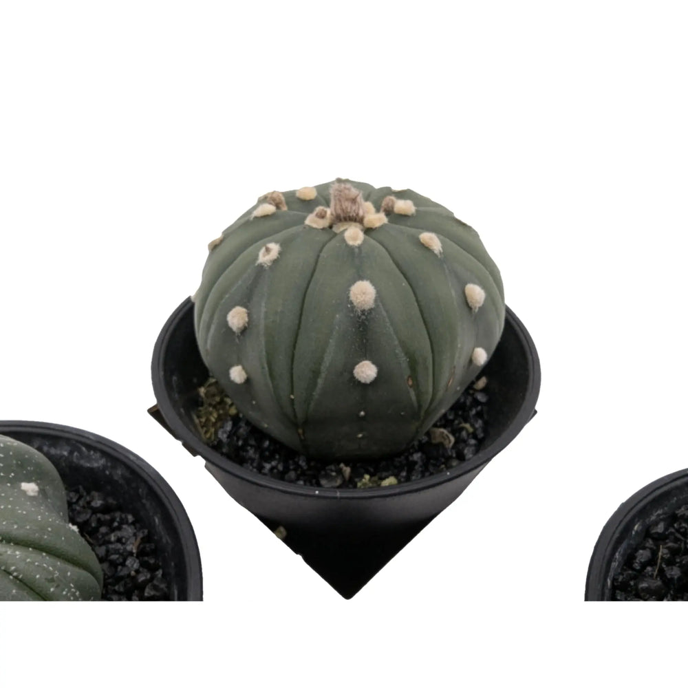 Astrophytum Asterias | Sand Dollar Cactus_5_main