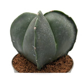 Astrophytum myriostigma - Fossil Cactus Leaf Culture
