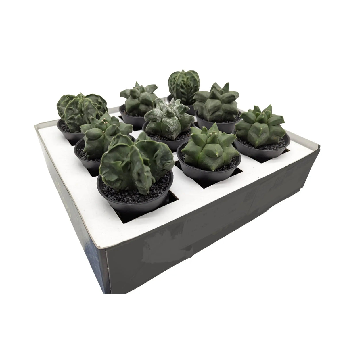 Astrophytum myriostigma - Bishop's Hat Cactus