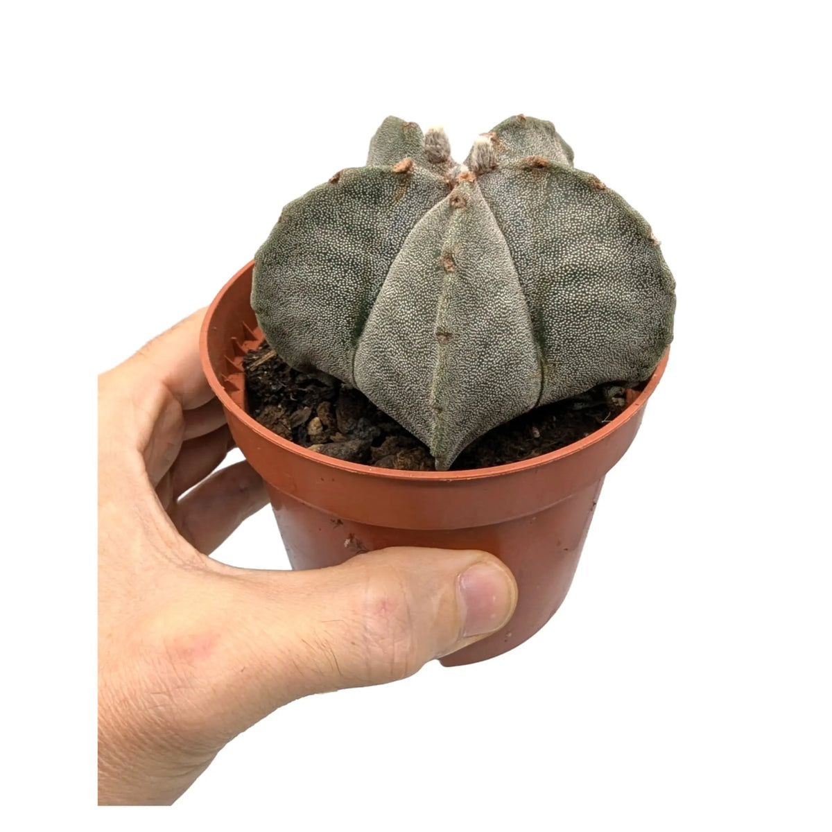 Astrophytum myriostigma - Bishop's Hat Cactus