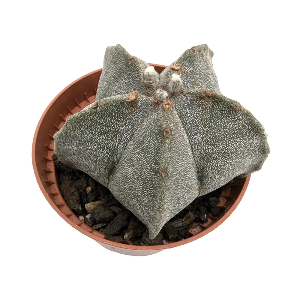 Astrophytum myriostigma - Fossil Cactus_12_main