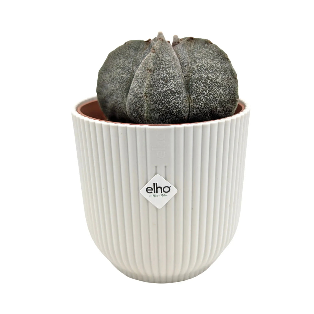 Astrophytum myriostigma - Fossil Cactus_13_main