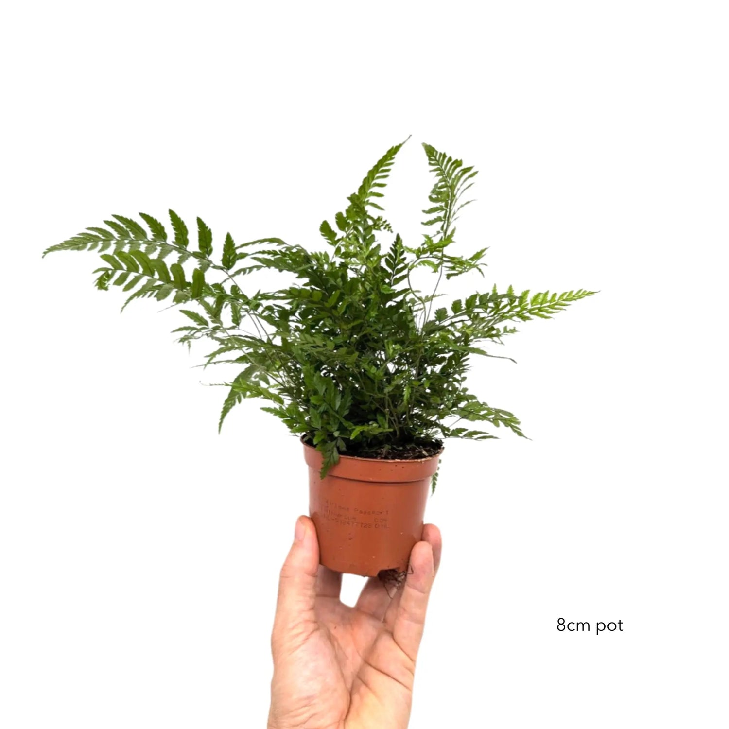 Athyrium -  Lady Fern Leaf Culture