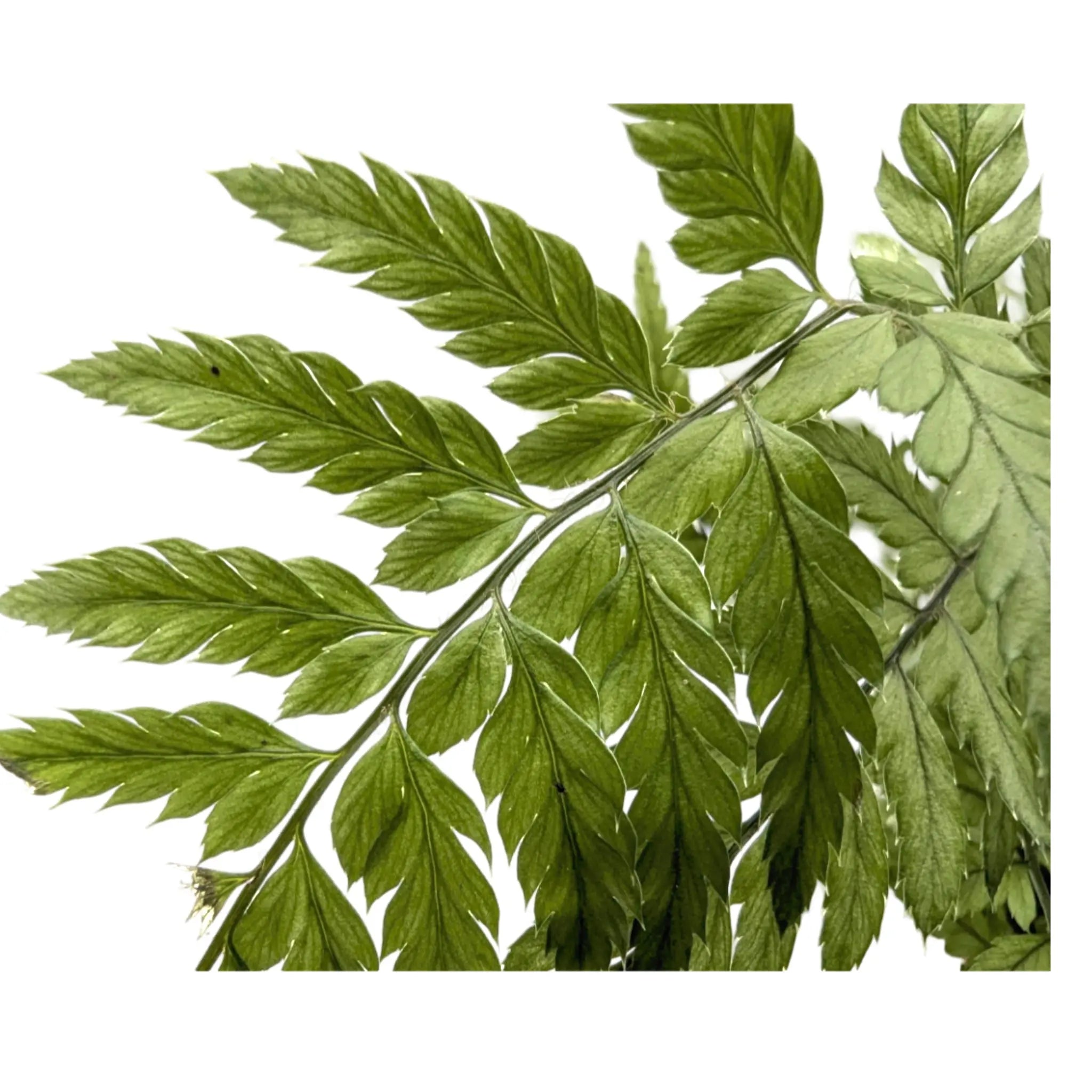 Athyrium -  Lady Fern Leaf Culture