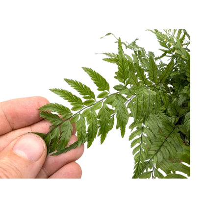 Athyrium -  Lady Fern Leaf Culture