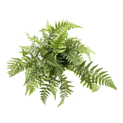 Athyrium -  Lady Fern Leaf Culture