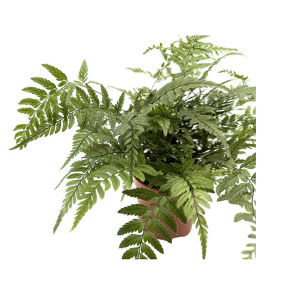 Athyrium -  Lady Fern Leaf Culture