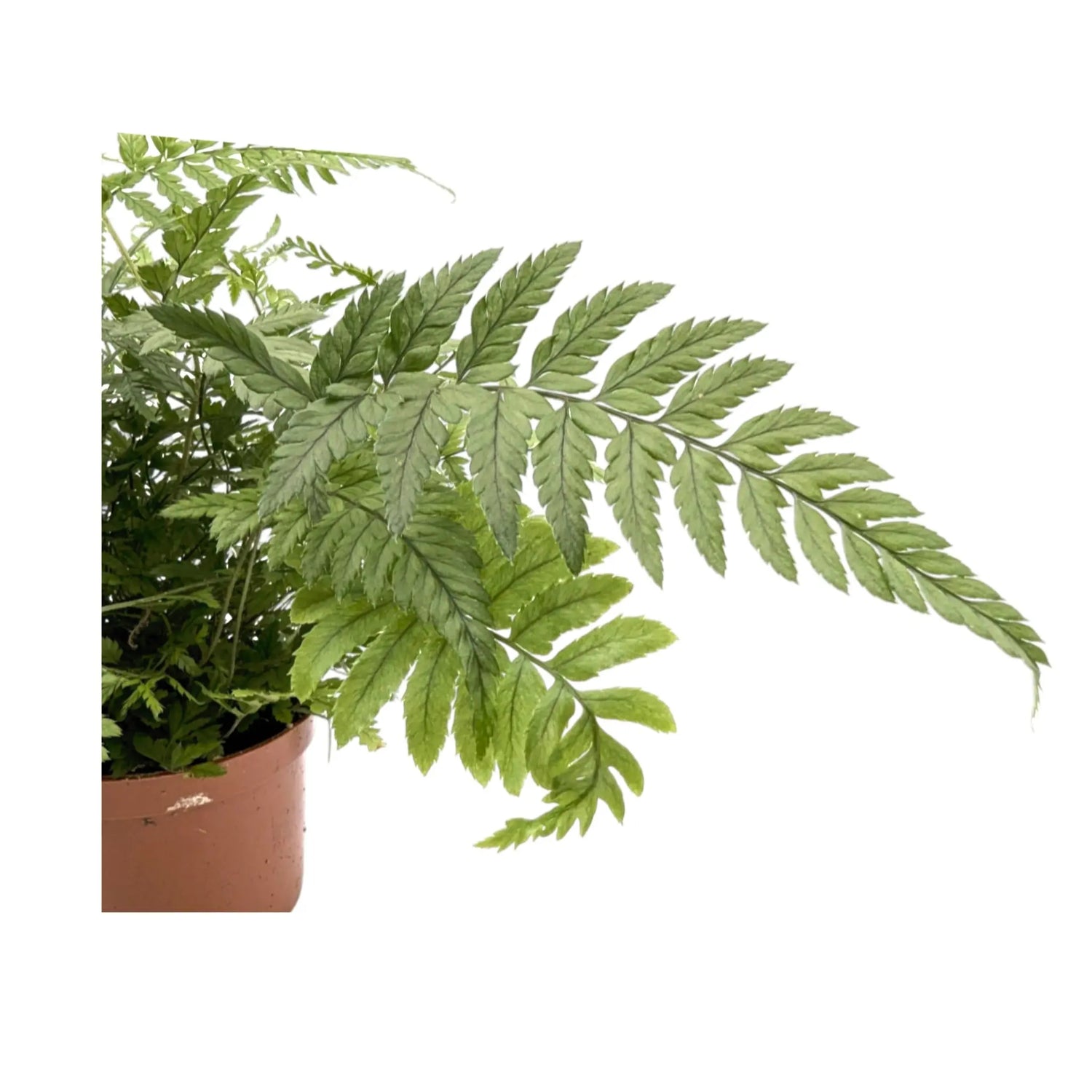 Athyrium -  Lady Fern Leaf Culture