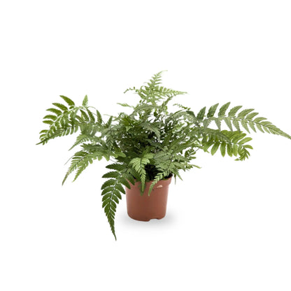 Athyrium -  Lady Fern Leaf Culture