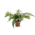 Athyrium -  Lady Fern Leaf Culture