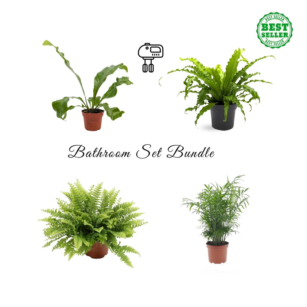 Bathroom Bundle of Houseplants_2_main