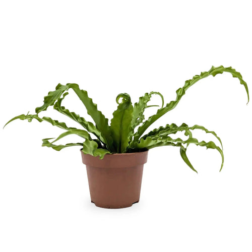 Asplenium Anti Osaka - Bird's Nest Fern Leaf Culture