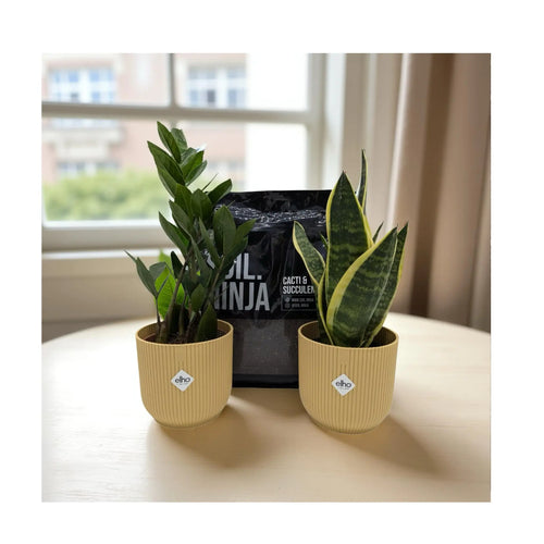 Beginner HousePlant Kit | 2 Plants, 2 Pots & Soil - Leaf Culture