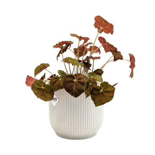Begonia Amber Love Leaf Culture