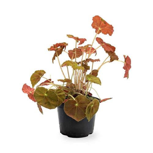 Begonia Amber Love Leaf Culture
