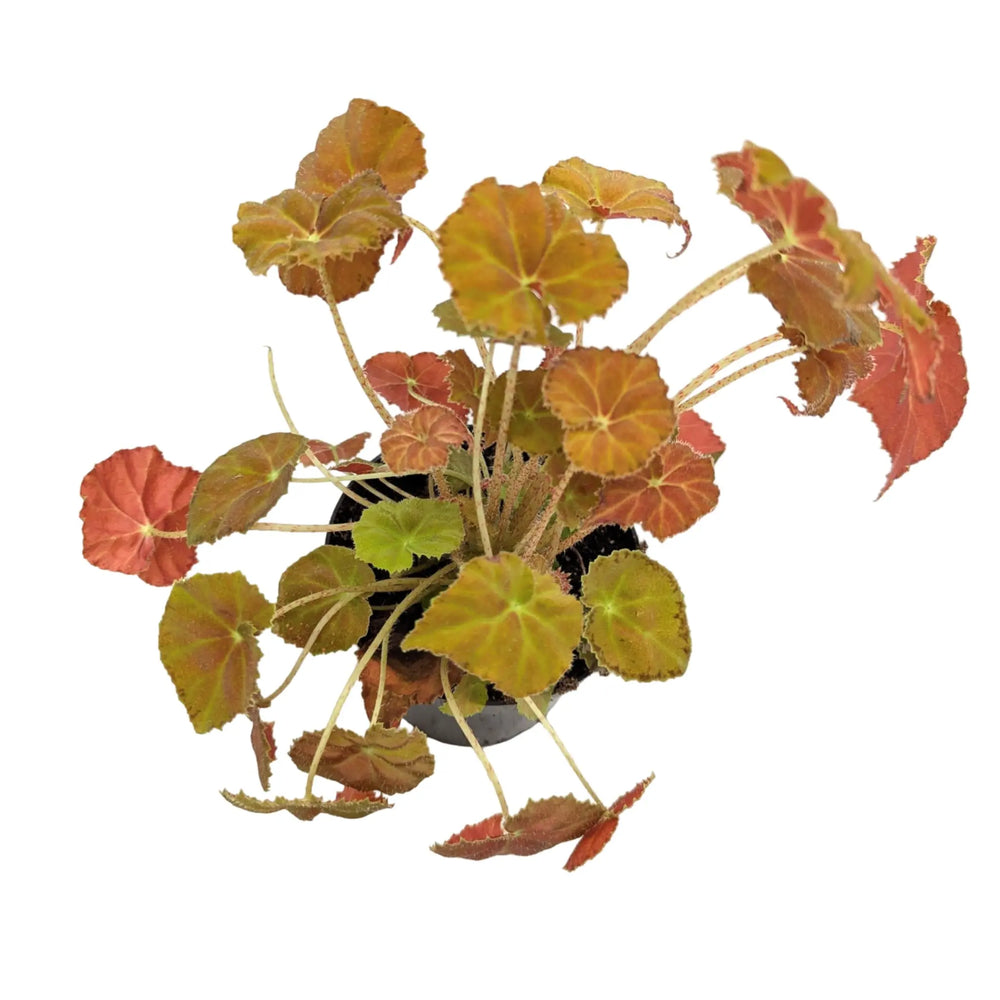Begonia Amber Love_3_main
