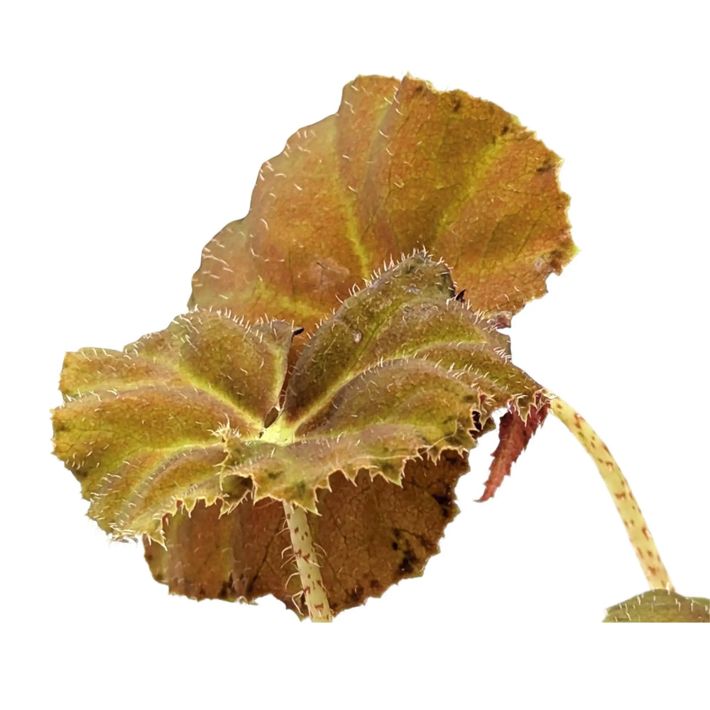 Begonia Amber Love_4_main