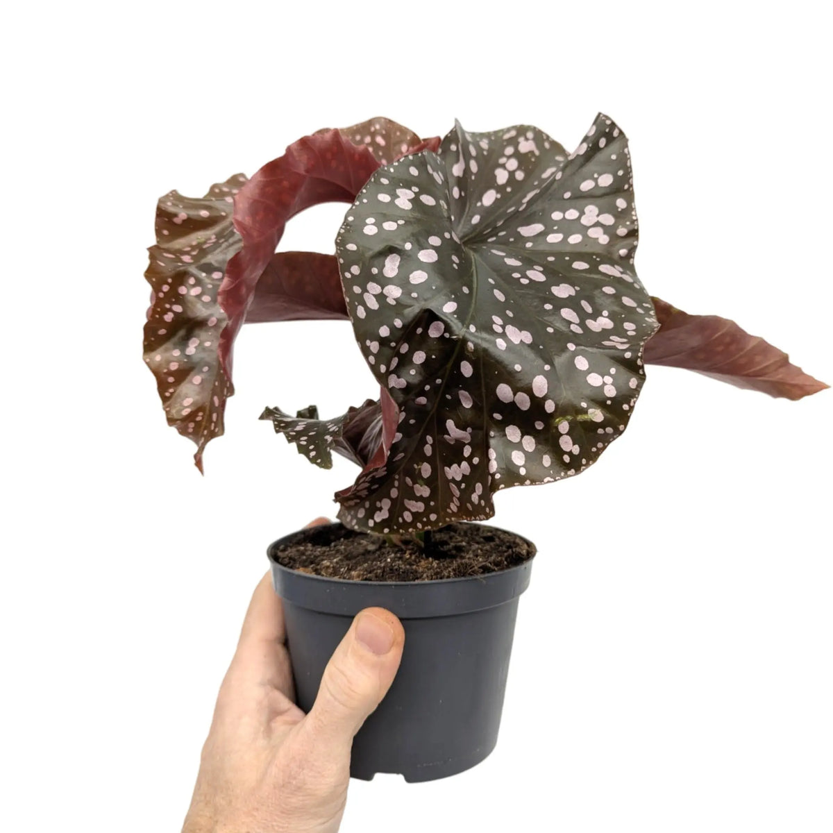 Begonia Cracklin Rosie Leaf Culture