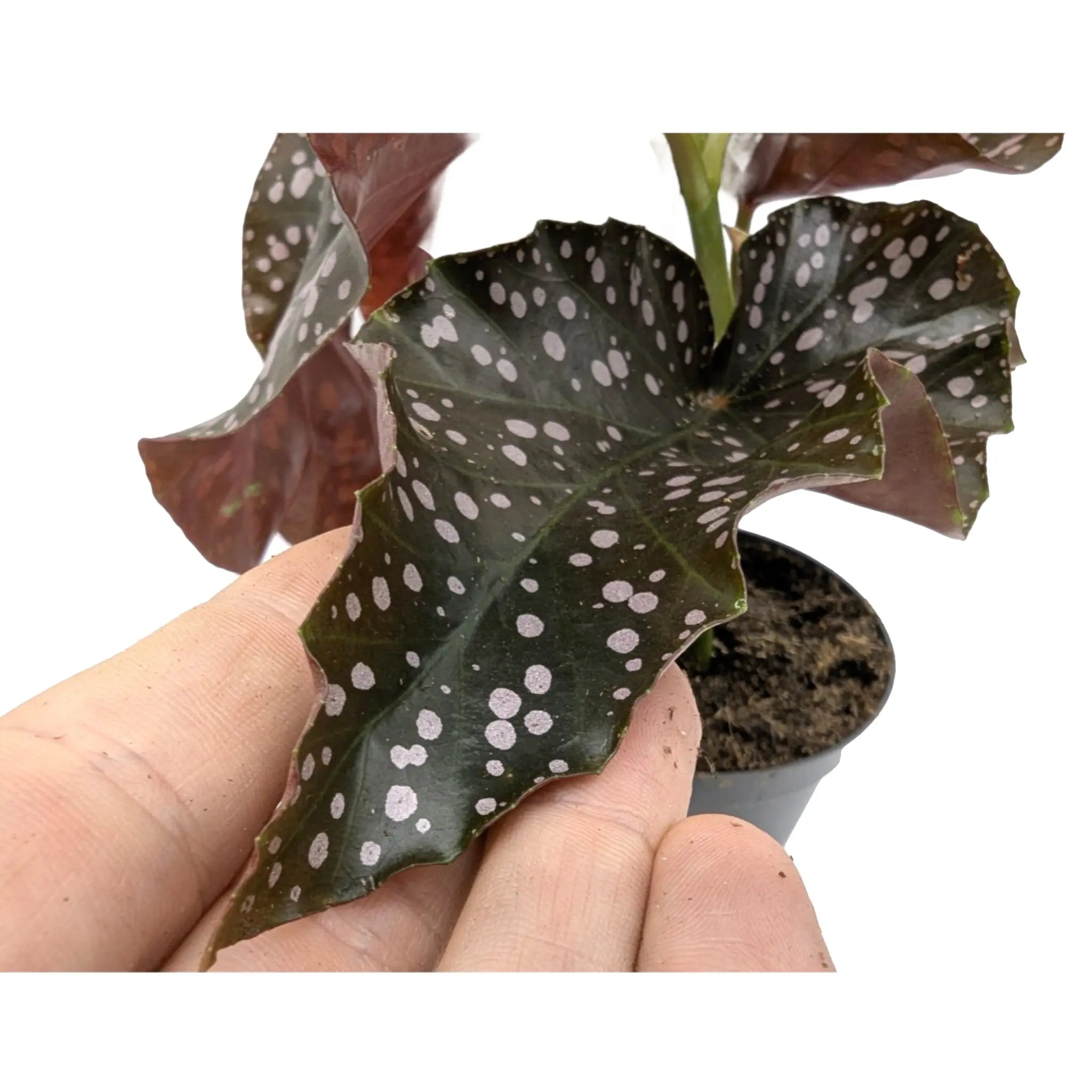 Begonia Cracklin Rosie Leaf Culture