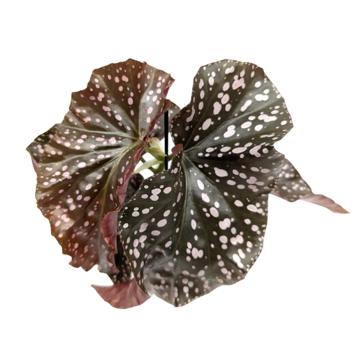 Begonia Cracklin Rosie Leaf Culture