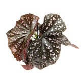 Begonia Cracklin Rosie Leaf Culture