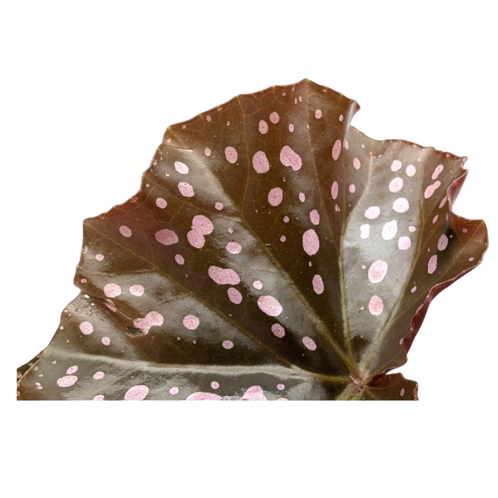 Begonia Cracklin Rosie_4_thumb
