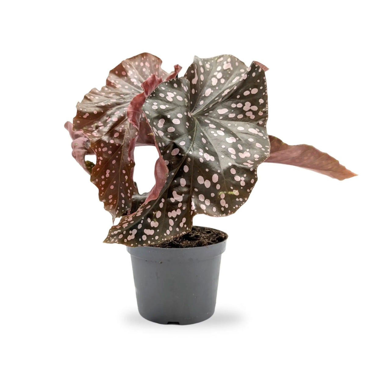 Begonia Cracklin Rosie Leaf Culture