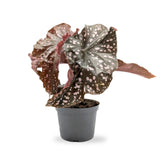 Begonia Cracklin Rosie Leaf Culture