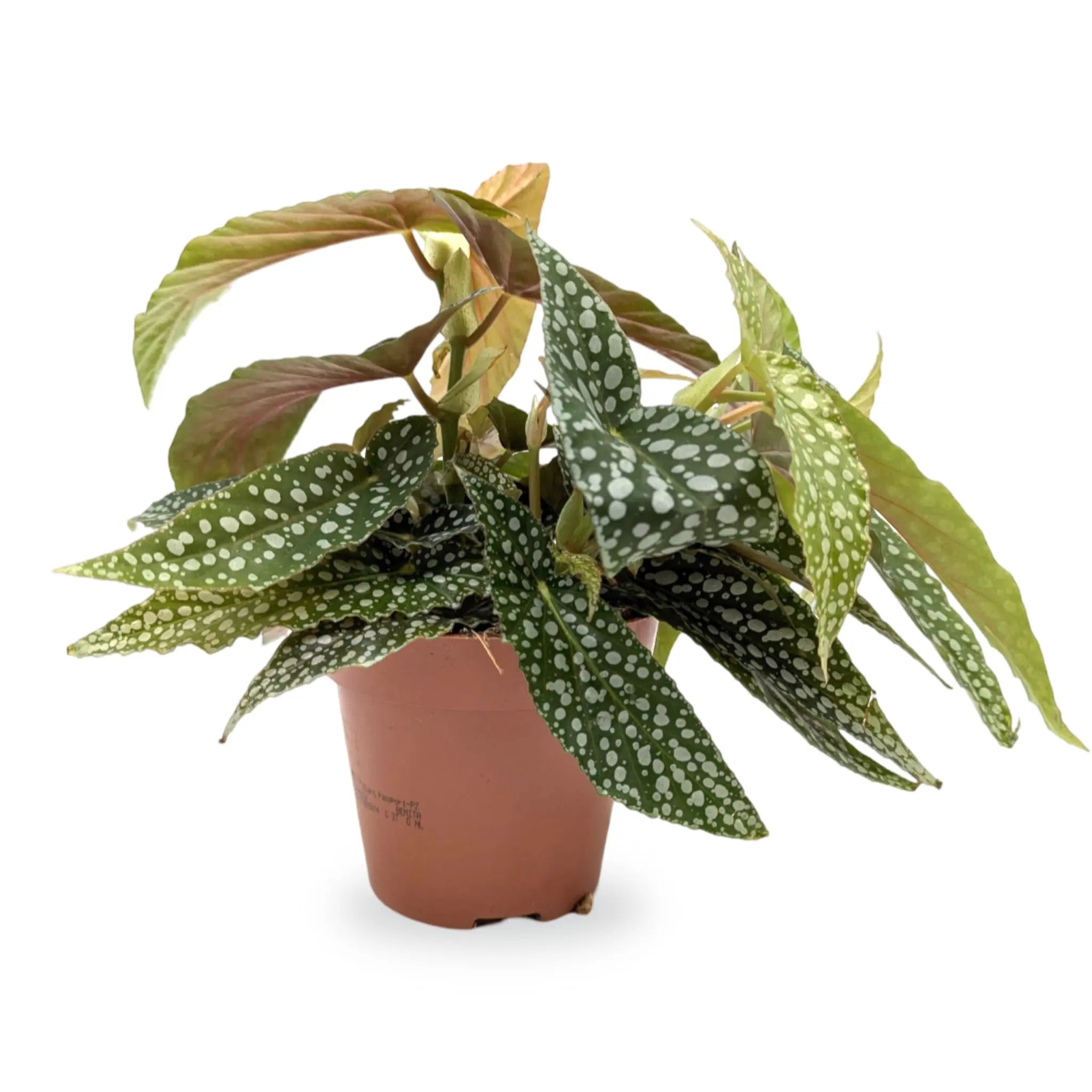 Begonia Double Dot Leaf Culture