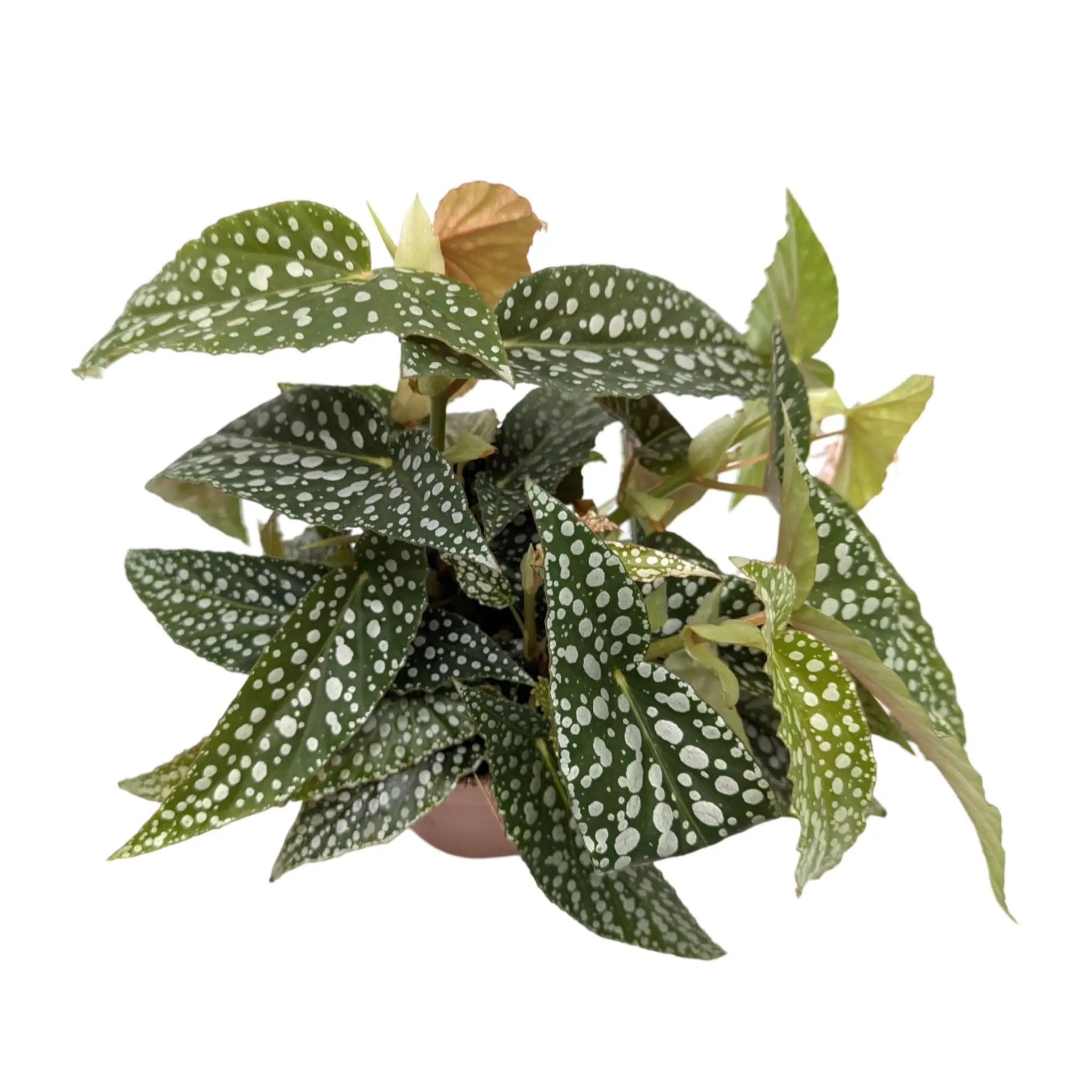 Begonia Double Dot Leaf Culture