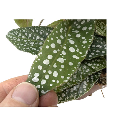 Begonia Double Dot Leaf Culture