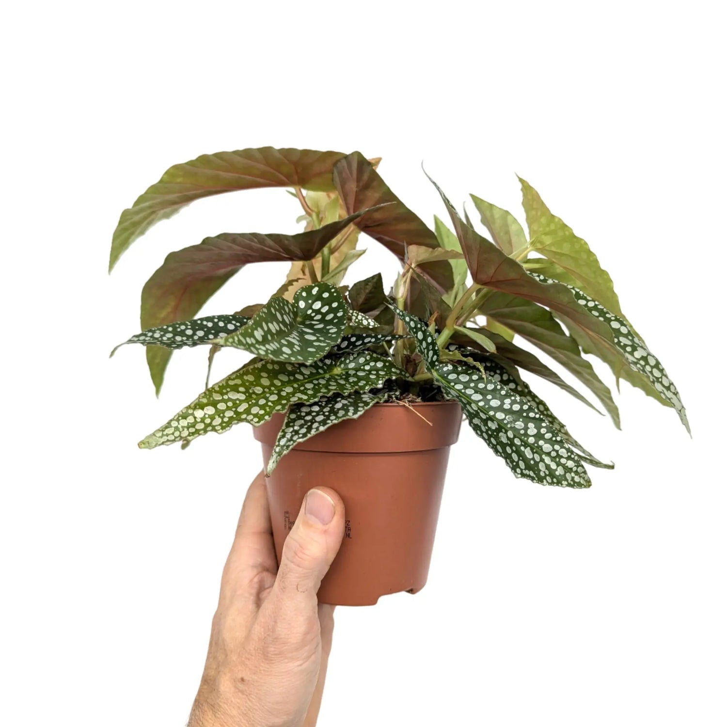 Begonia Double Dot Leaf Culture