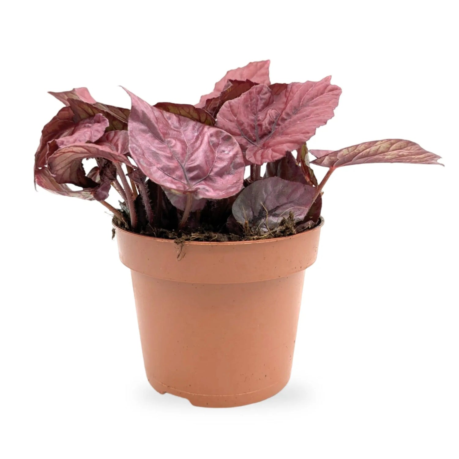 Begonia Inca Flame Leaf Culture