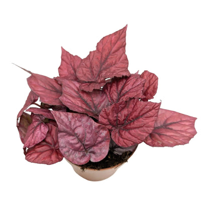 Begonia Inca Flame Leaf Culture