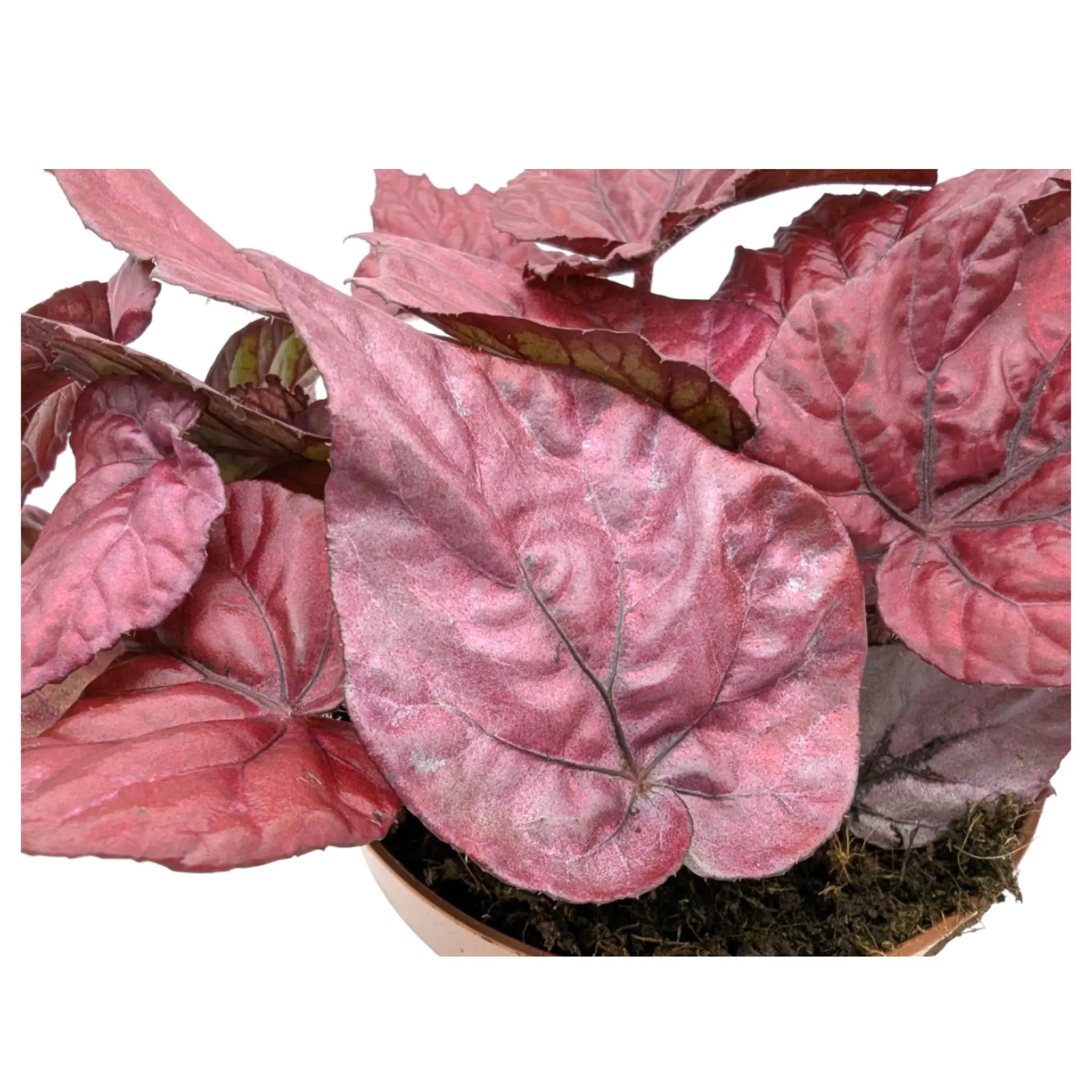 Begonia Inca Flame Leaf Culture