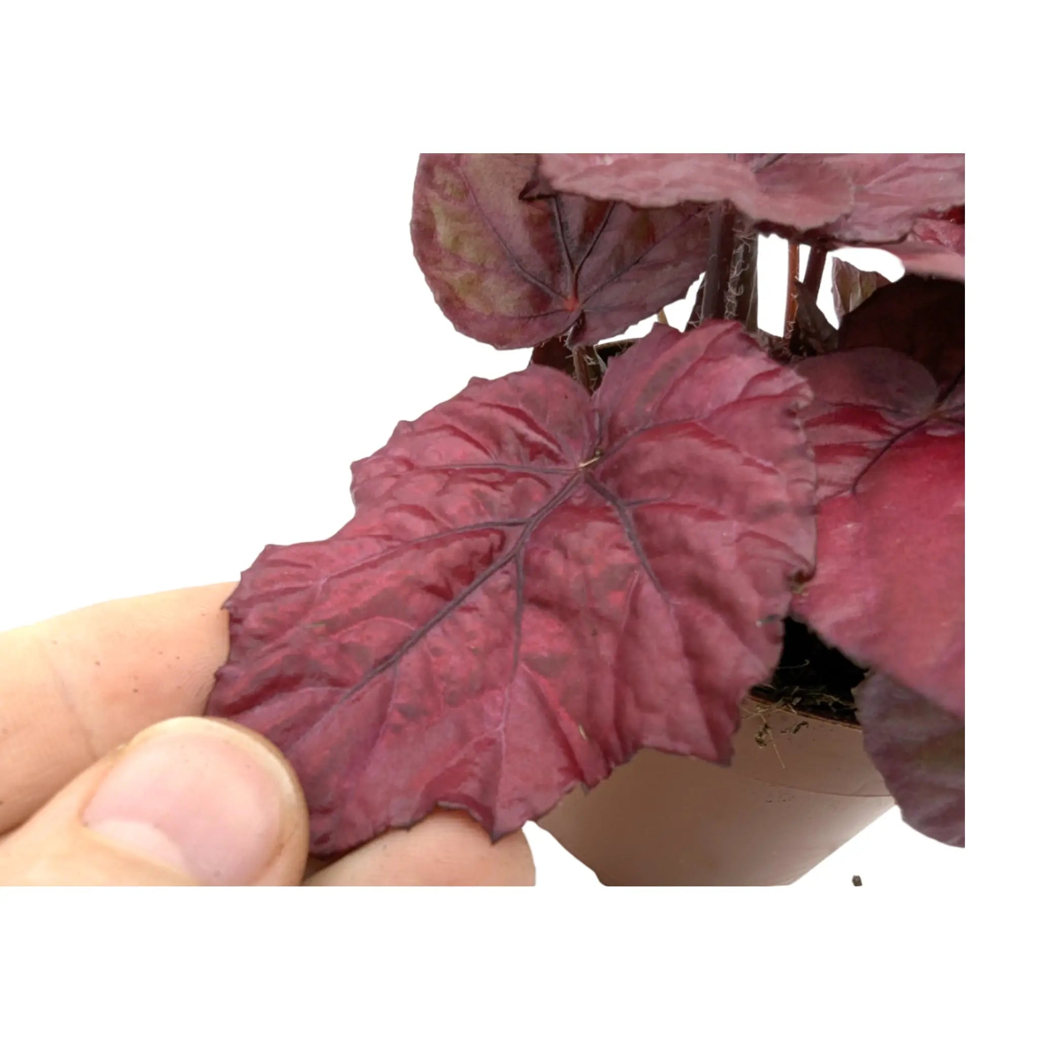 Begonia Inca Flame Leaf Culture