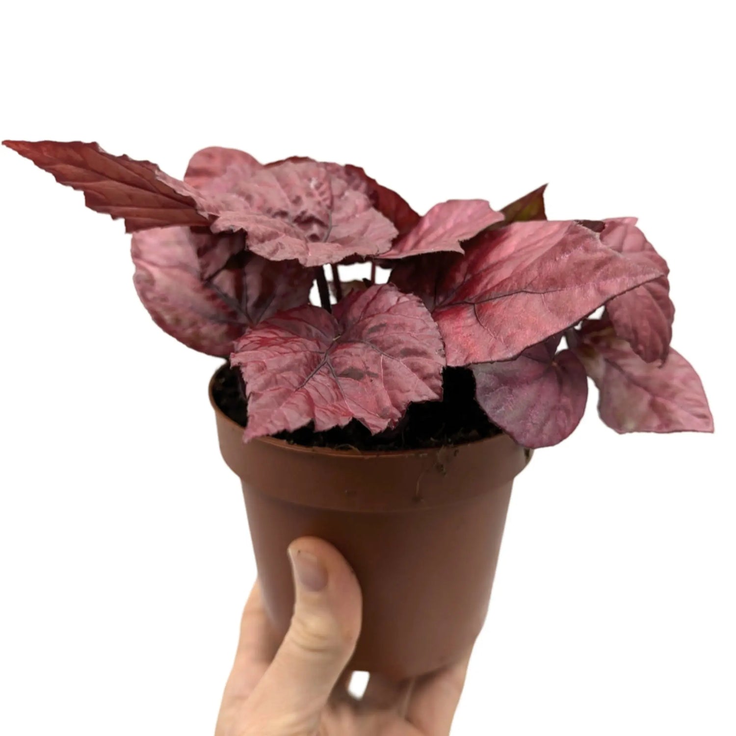 Begonia Inca Flame Leaf Culture