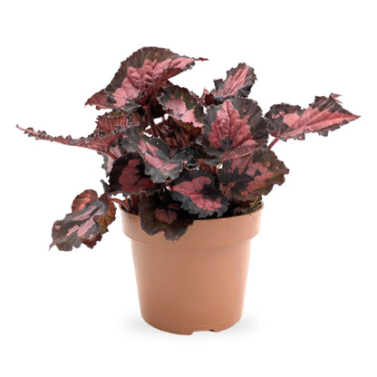 Begonia Inca Night Leaf Culture