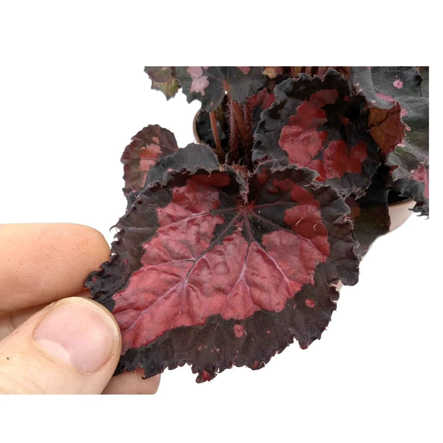 Begonia Inca Night Leaf Culture