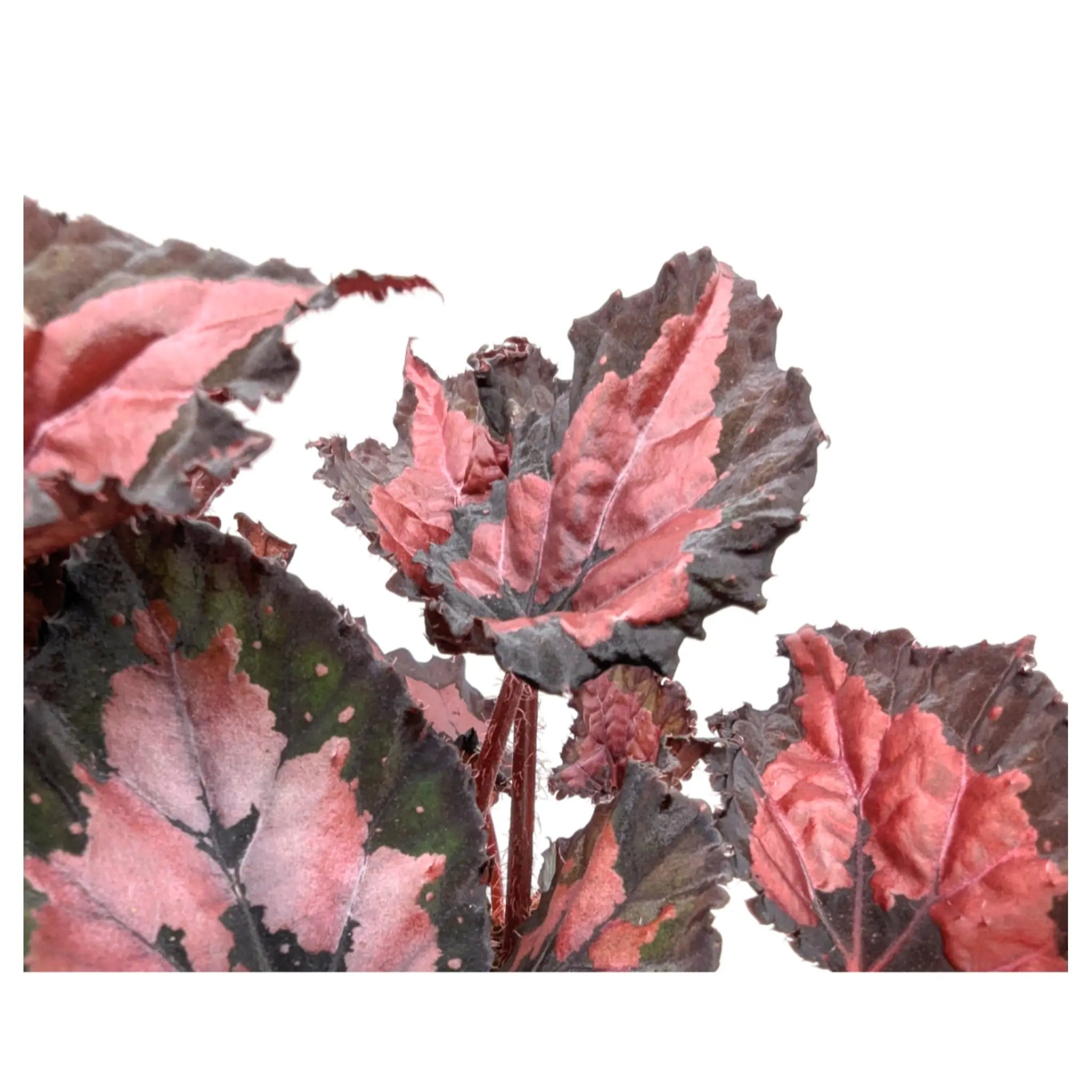 Begonia Inca Night Leaf Culture