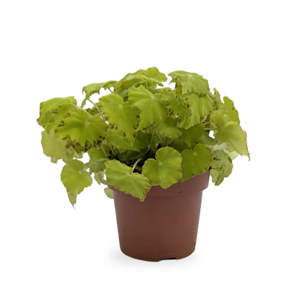 Begonia Lima Love_1_thumb