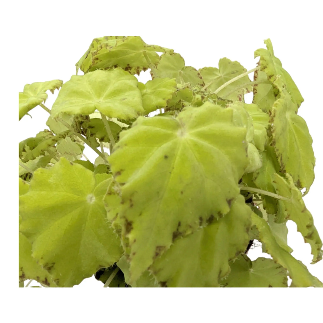 Begonia Lima Love Leaf Culture