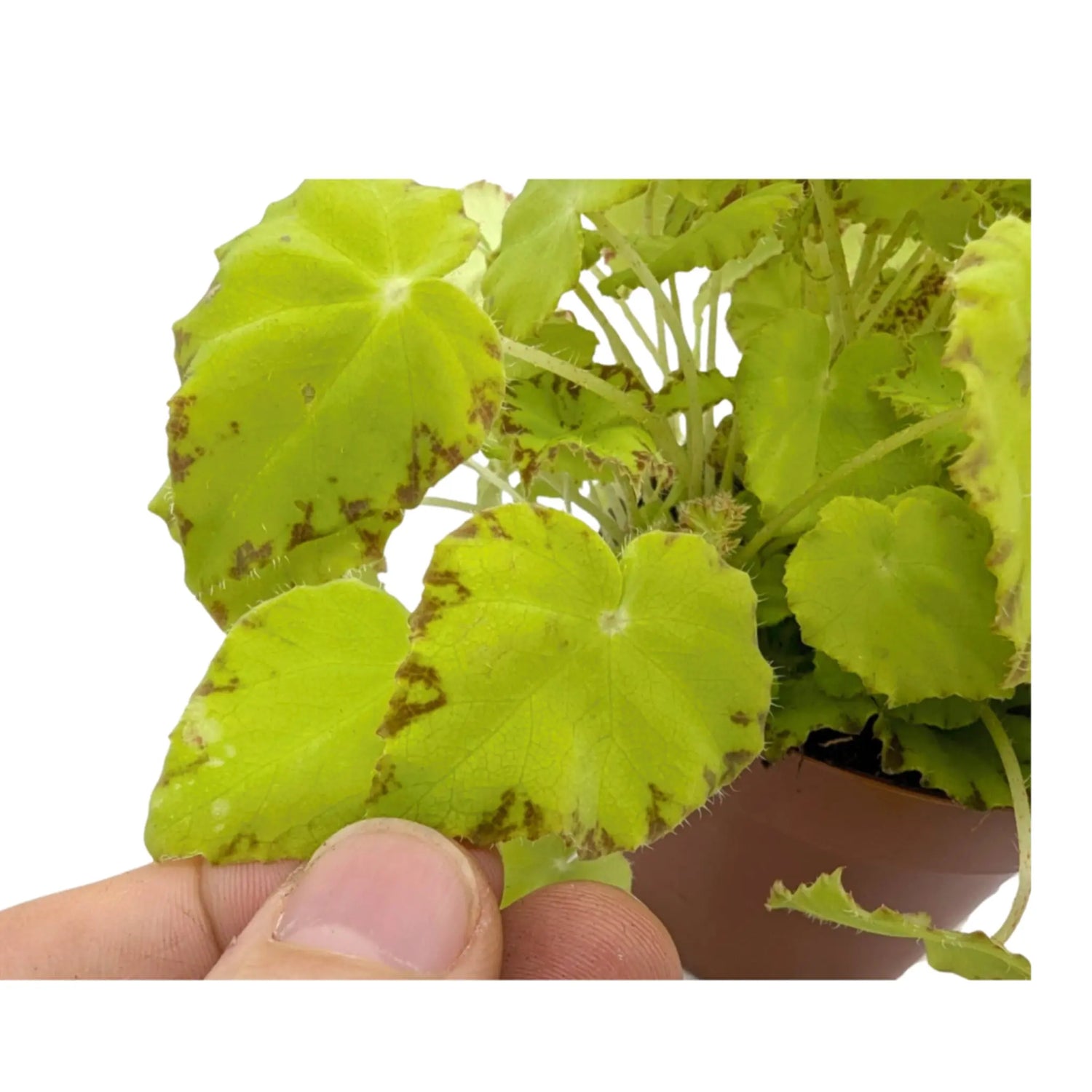 Begonia Lima Love Leaf Culture