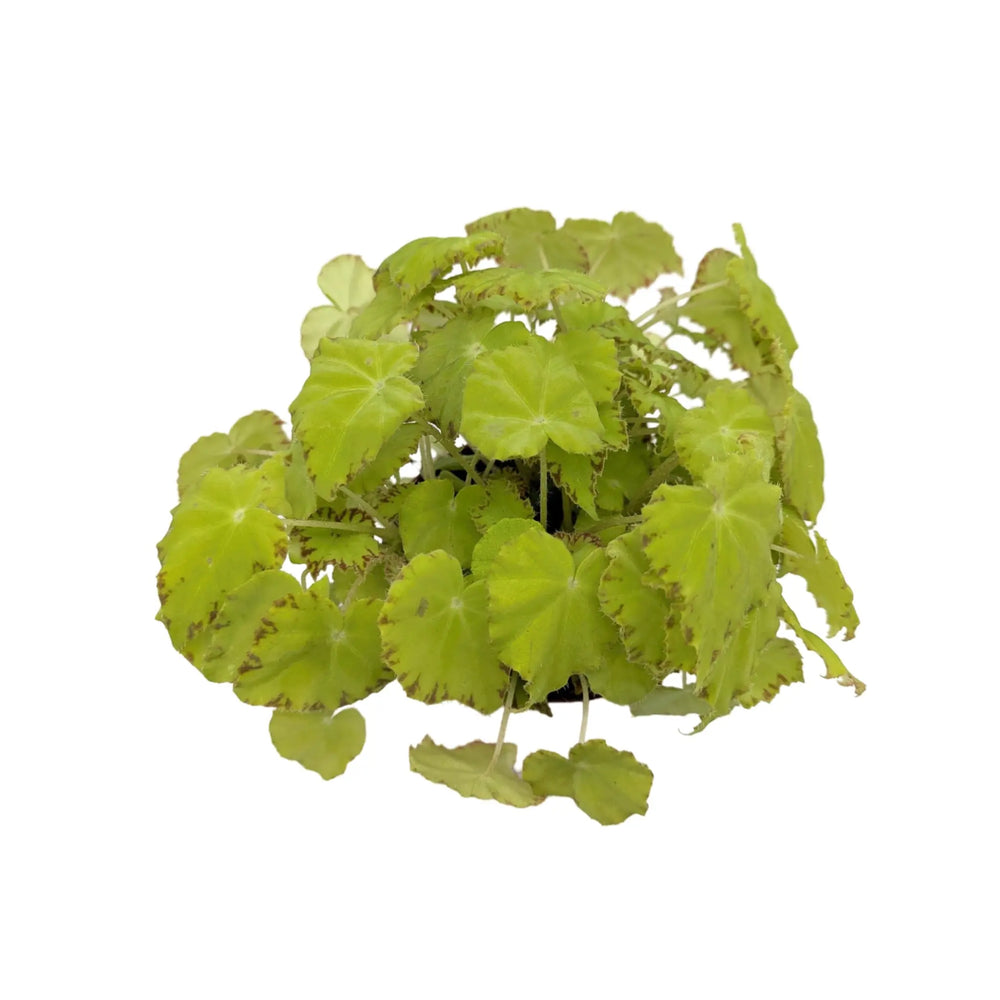 Begonia Lima Love_4_thumb