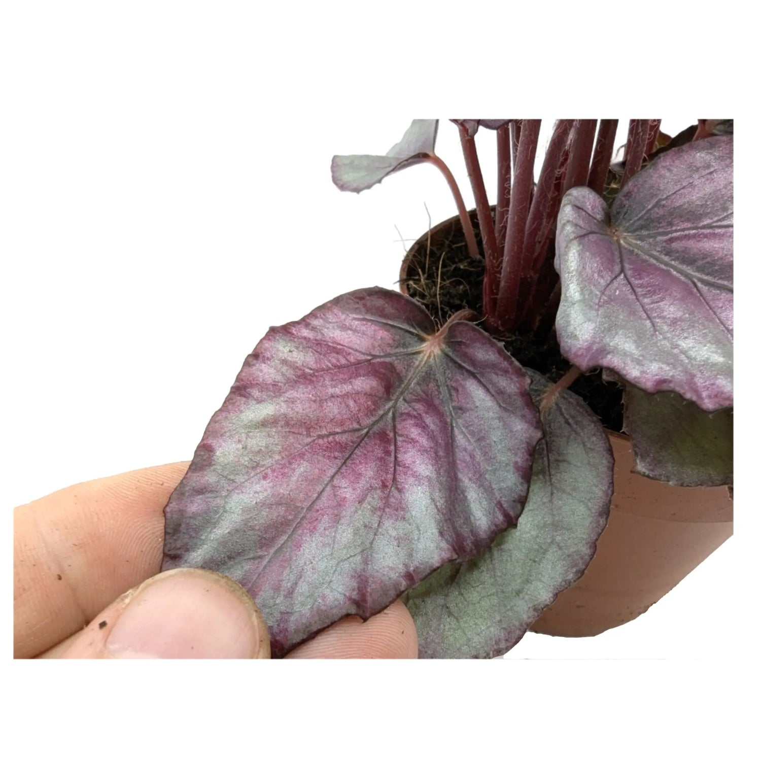 Begonia Maori Haze Leaf Culture