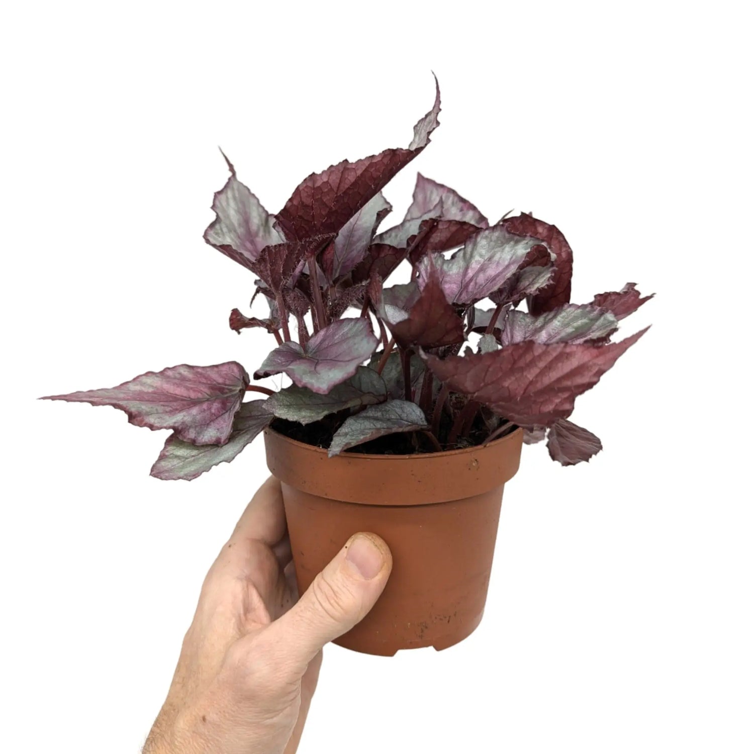 Begonia Maori Haze Leaf Culture