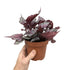 Begonia Maori Haze Leaf Culture